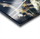 Mockingbird Acrylic print