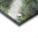 Forest Path Acrylic print