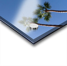 Palm Trees Acrylic print