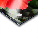 Red Hibiscus Acrylic print