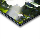 White Cam Acrylic print