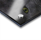 Green Eyed Fonzie Acrylic print