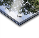 Big Old Tree Acrylic print