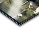 Gossip at the Water Cooler Acrylic print