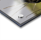 Red winged Blackbird Acrylic print