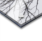 Eagle 5 Acrylic print