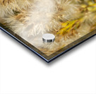 Seed Head Whisps Acrylic print