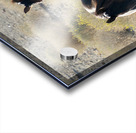 Wild Horses Acrylic print