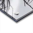 Eagle test Acrylic print