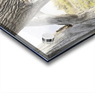 Tree Hole Acrylic print