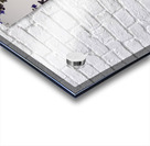 White Rose and Anise Hyssop Acrylic print