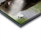 Shiner on the Run Acrylic print