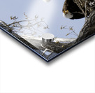 Eagle Couple Acrylic print