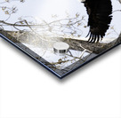 Coming Home Acrylic print