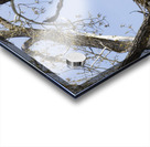 Bringing the Groceries Acrylic print