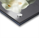 African Iris Acrylic print