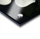 Calla Lilly Acrylic print