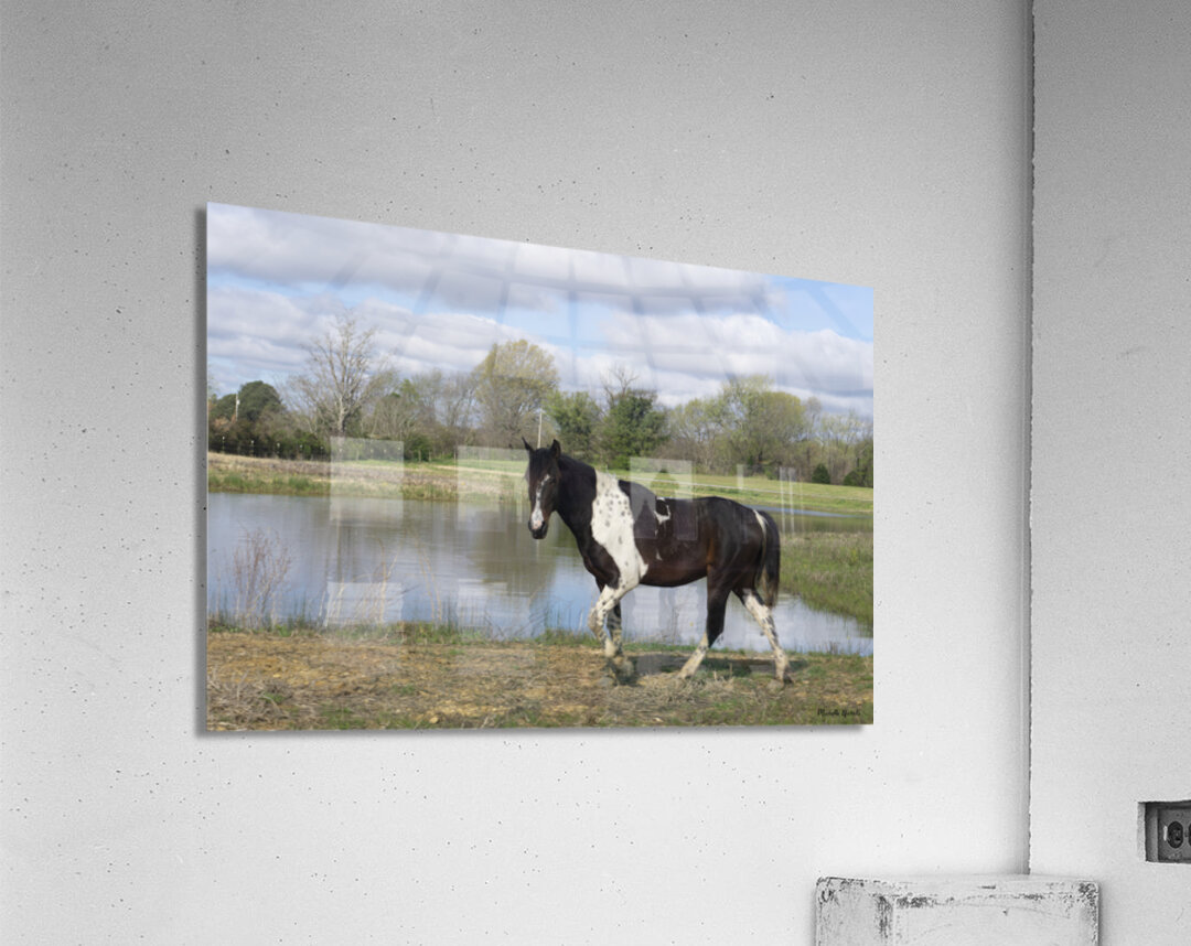 Horse Acrylic Print