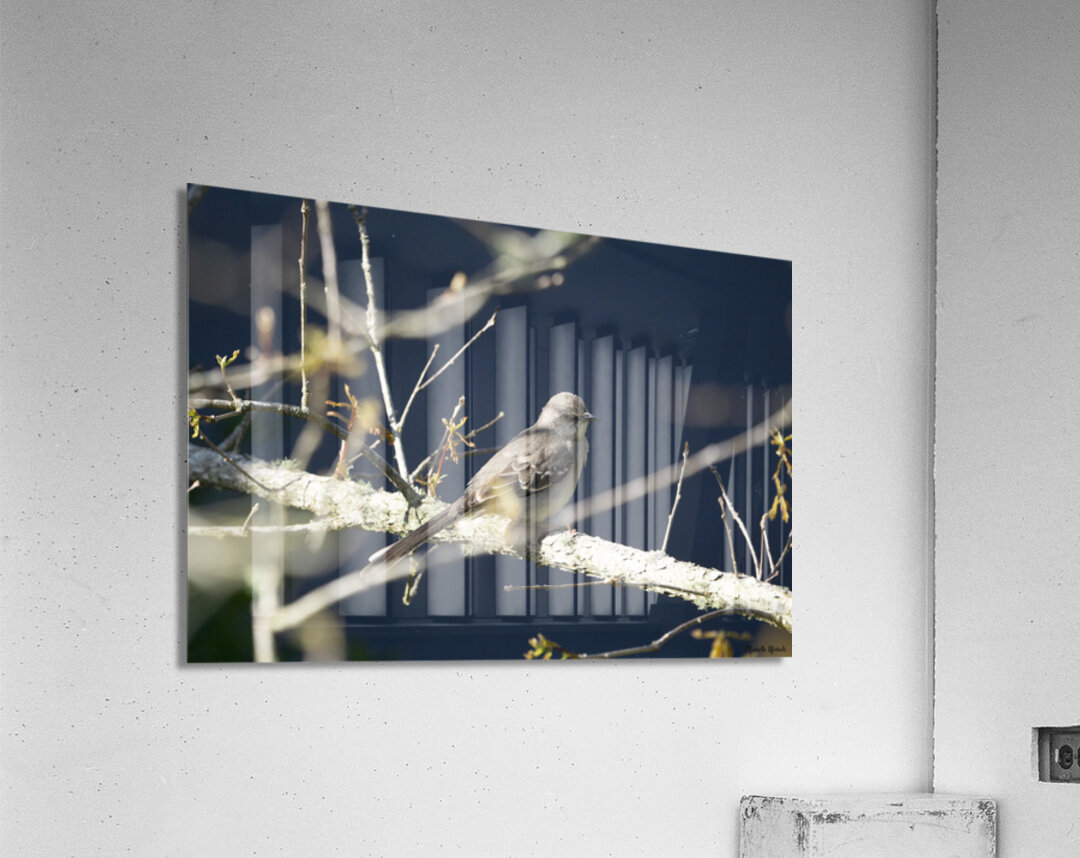 Mockingbird Acrylic Print
