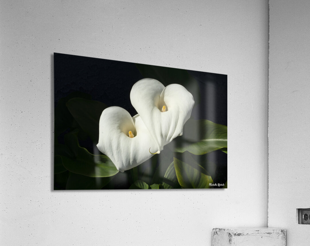 Calla Lilly Acrylic Print