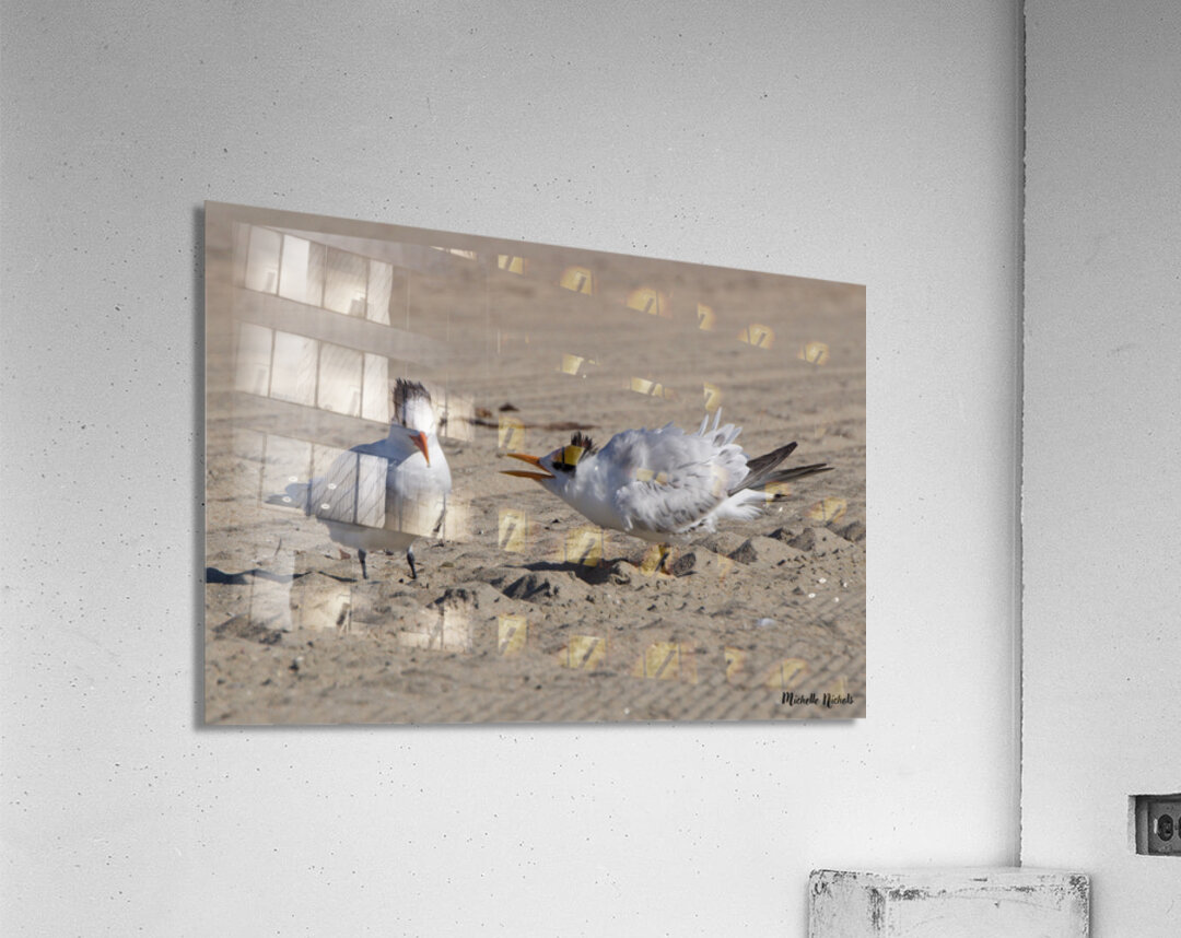 Seagull Couple Acrylic Print