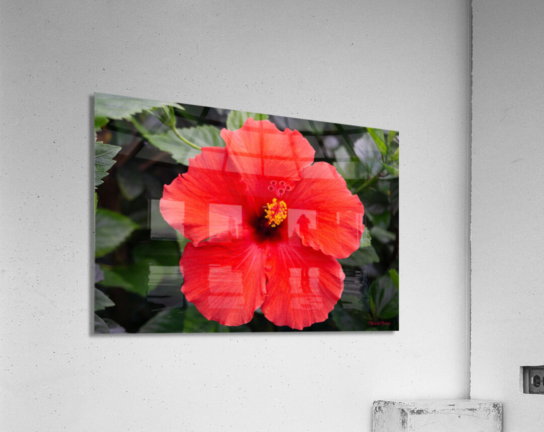 Red Hibiscus Acrylic Print