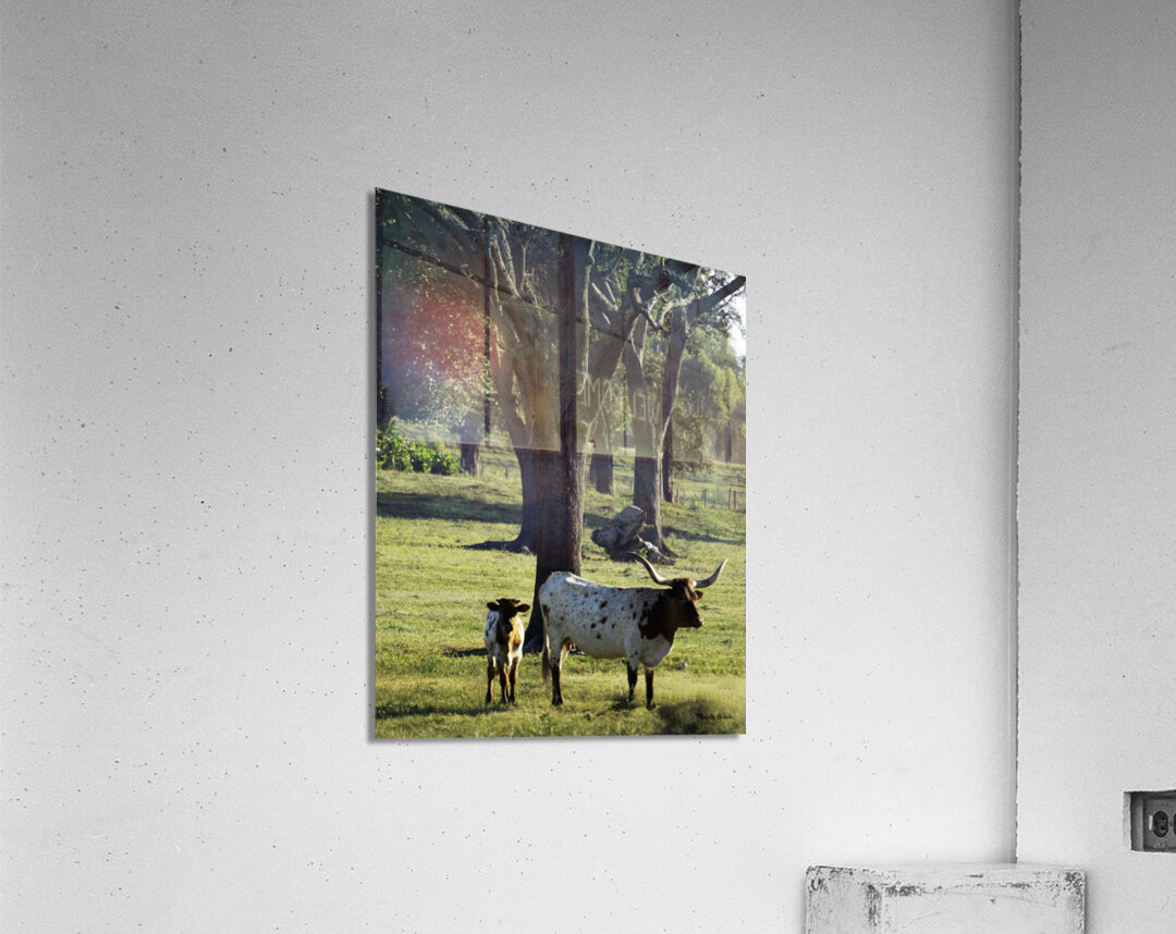 Mom and Calf Greet the Morning Acrylic Print