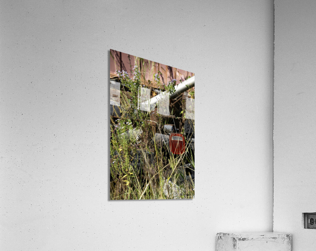 Flowers in the Junkyard Acrylic Print