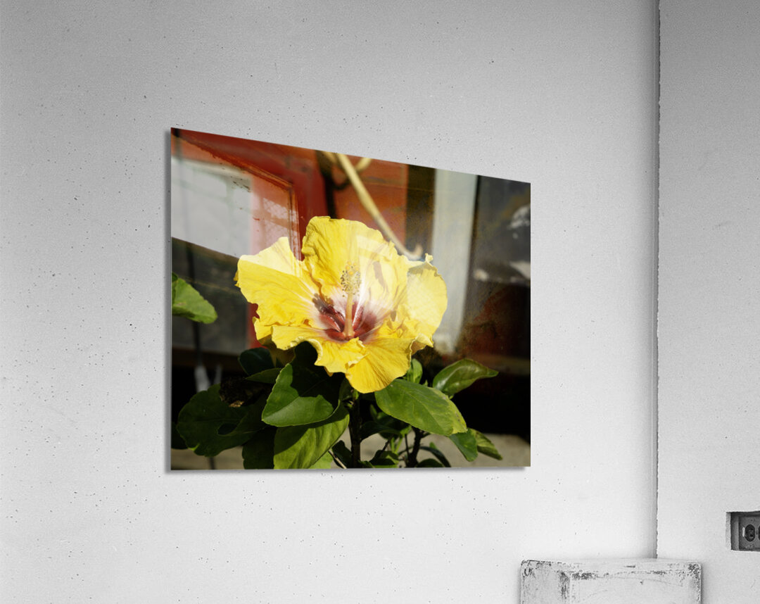 Junkyard Hibiscus Acrylic Print