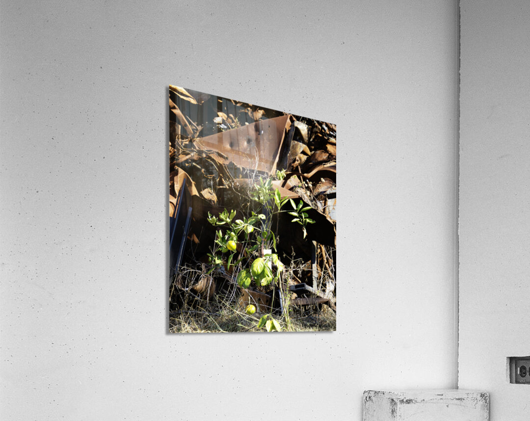 Junkyard Lemon Tree Acrylic Print