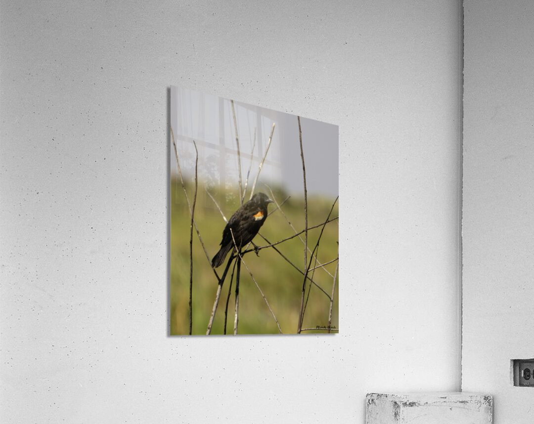 Red winged Blackbird Acrylic Print