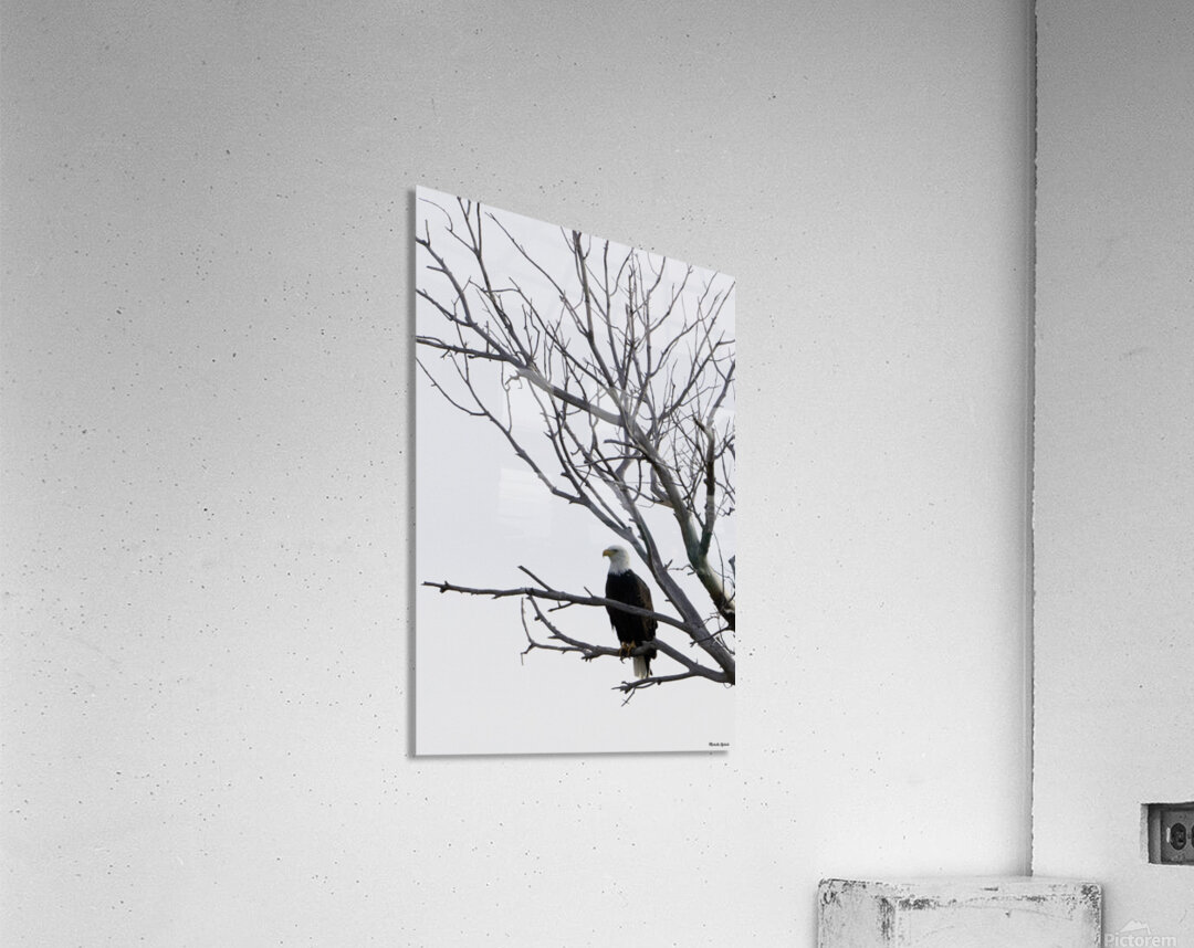Eagle 5 Acrylic Print