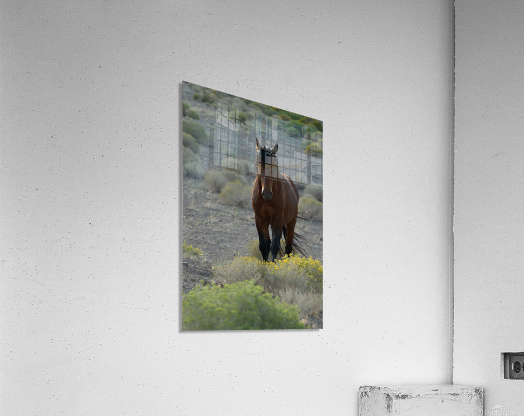 Wild Brown Horse Acrylic Print