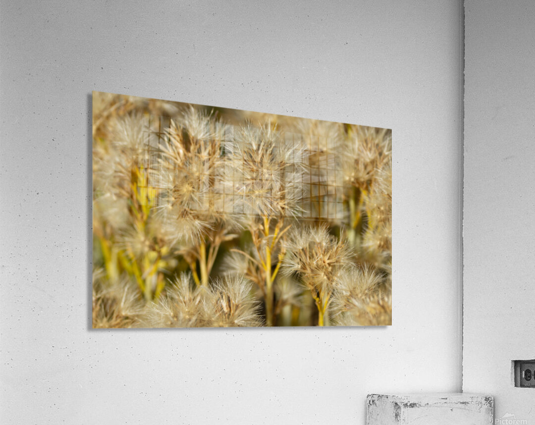 Seed Head Whisps Acrylic Print
