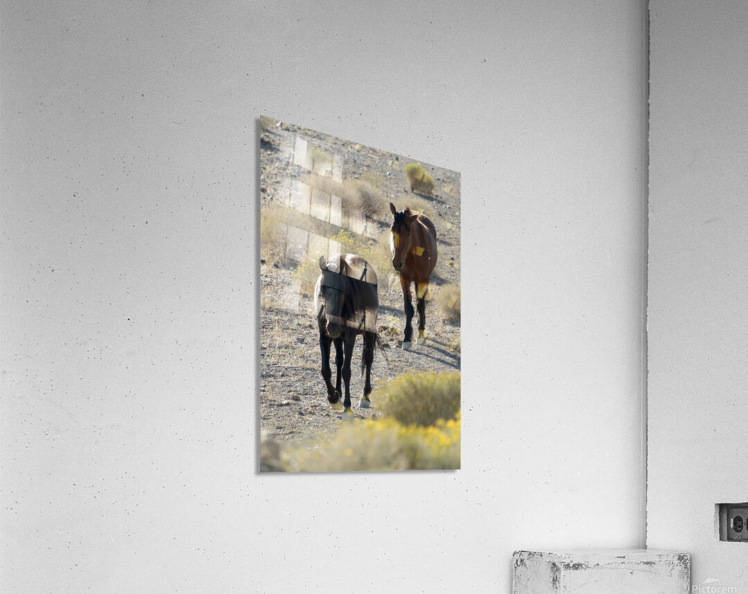 Wild Horses Acrylic Print