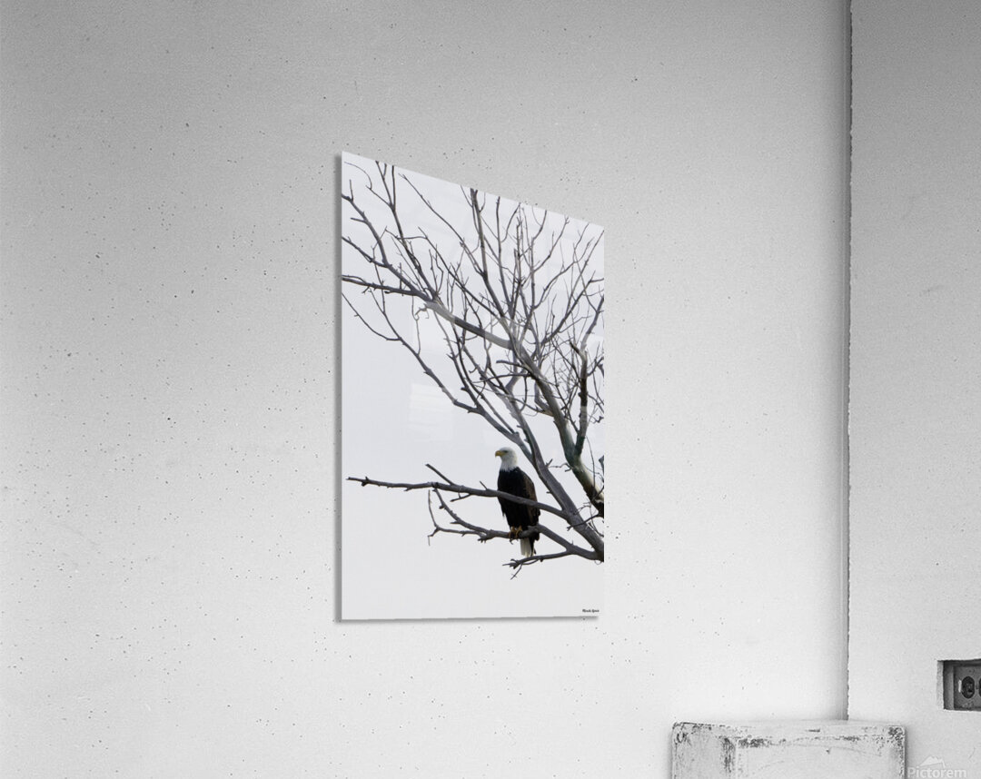 Eagle 5 Acrylic Print