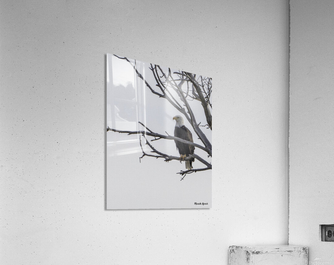Eagle test Acrylic Print