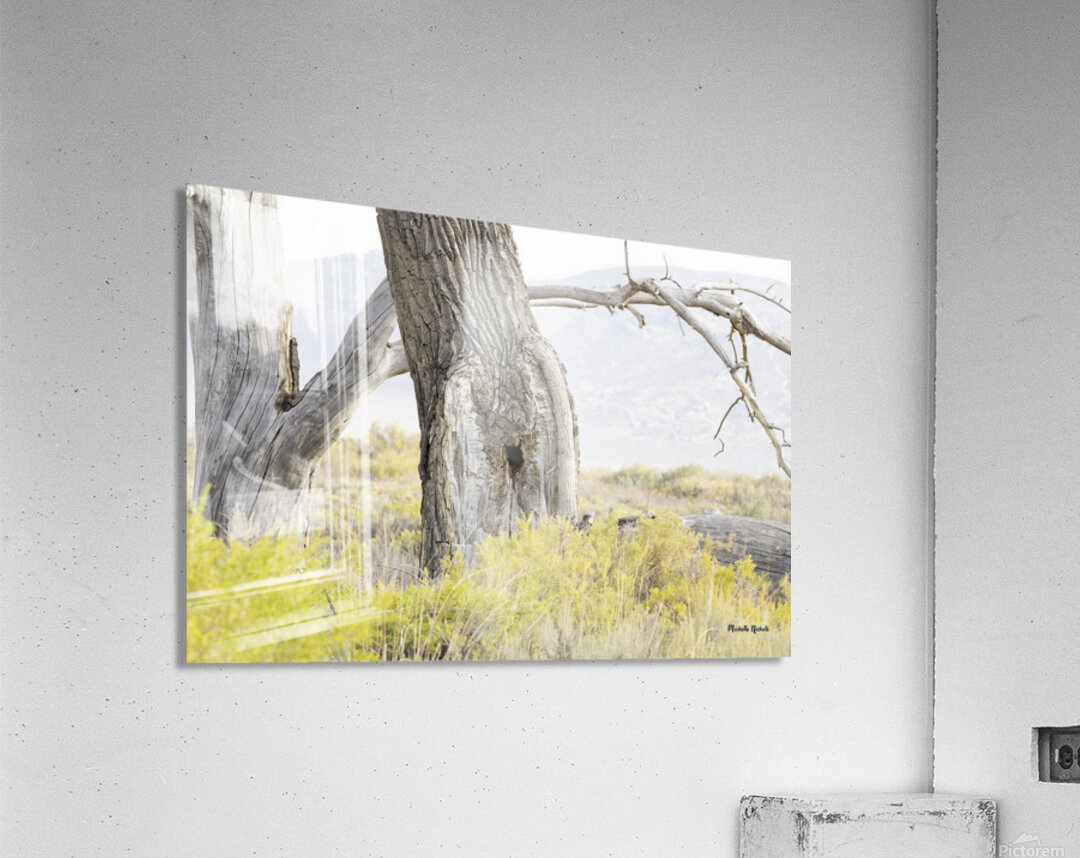 Tree Hole Acrylic Print