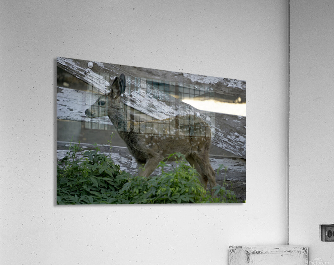 Baby Deer Acrylic Print