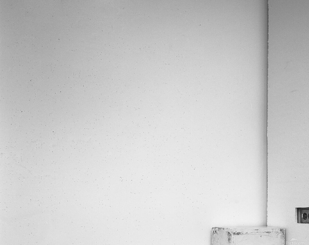 White Rose and Anise Hyssop Acrylic Print