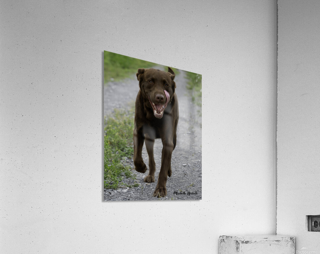 Shiner on the Run Acrylic Print