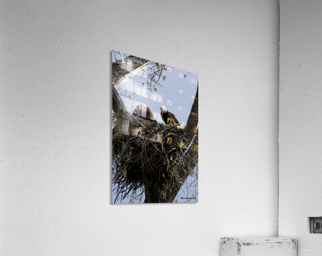 Eagle Couple Acrylic Print