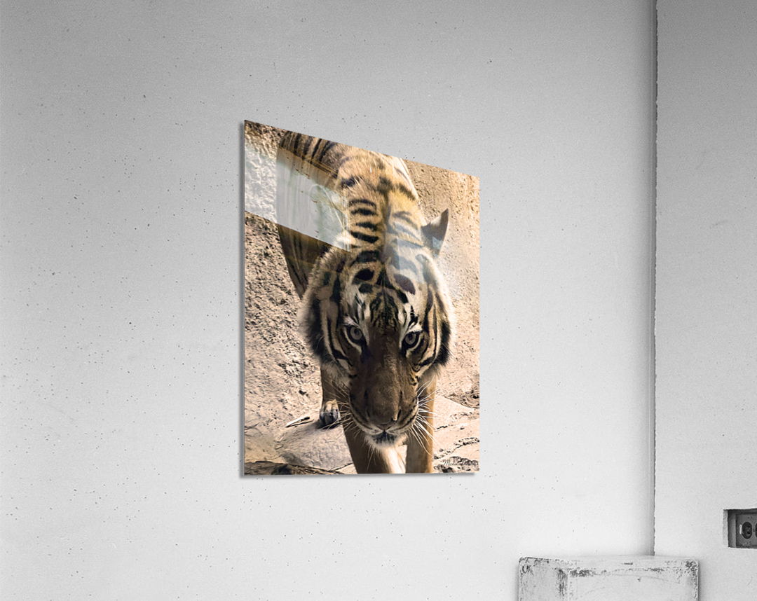 Tiger Acrylic Print