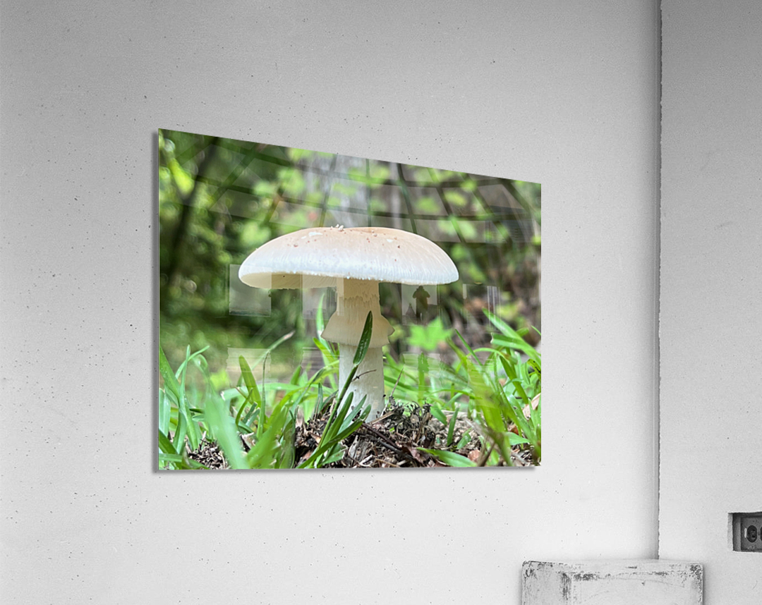 The Mushroom Acrylic Print