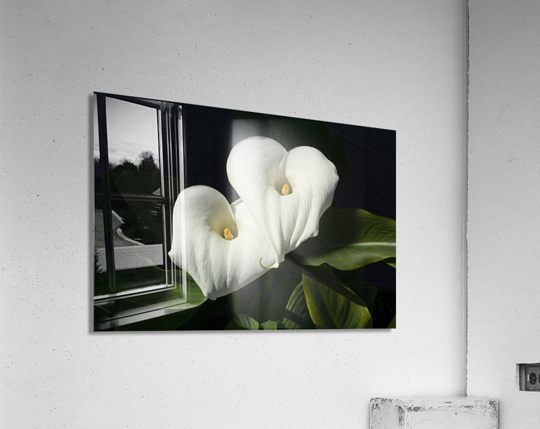 Calla Lilly Acrylic Print