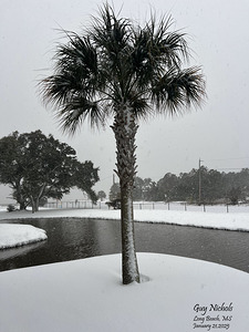 Guy s Snowy Palm Tree by Michelle Nichols