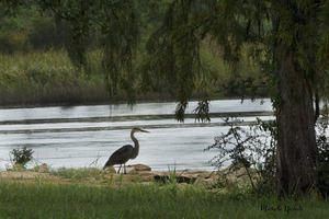 Bayou LaCroix by Michelle Nichols