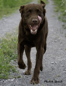 Shiner on the Run by Michelle Nichols
