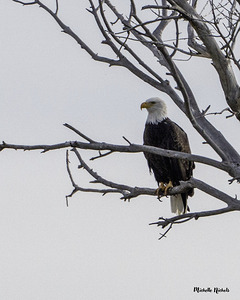 Eagle test by Michelle Nichols