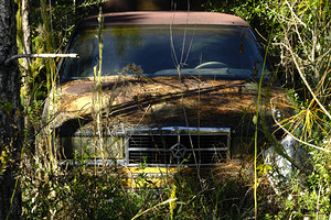 Forgotten by Michelle Nichols